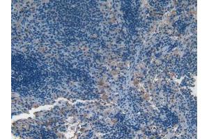 Immunohistochemistry (IHC) image for anti-Interferon alpha (IFNA) (AA 24-192) antibody (ABIN1078210)