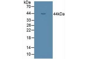 Figure. (UGCG antibody  (AA 39-171))