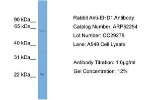 WB Suggested Anti-EHD1  Antibody Titration: 0. (EHD1 antibody  (Middle Region))