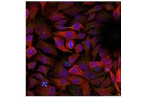 Image no. 3 for anti-Cyclin-Dependent Kinase 1 (CDK1) (Tyr15) antibody (ABIN197482) (CDK1 antibody  (Tyr15))