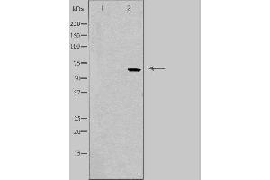 Western blot analysis of extracts from HepG2 using FST antibody. (Follistatin antibody  (Internal Region))