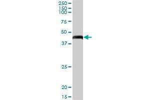 GTPBP3 MaxPab polyclonal antibody. (GTPBP3 antibody  (AA 1-492))