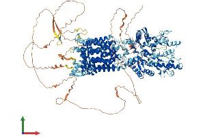 AlphaFold protein structure predicition of Mouse Recombinant Ptch1 Protein, UniprotID Q61115