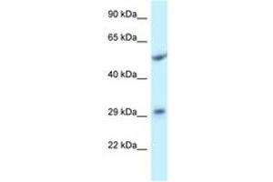 ITM2C antibody  (AA 101-150)