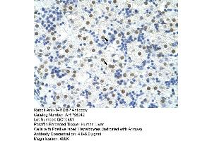 Human Liver (TARDBP antibody  (C-Term))