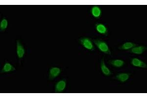 POLR2M antibody  (AA 2-91)