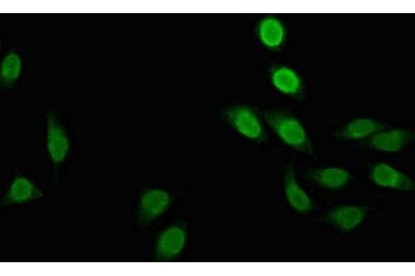 POLR2M antibody  (AA 2-91)