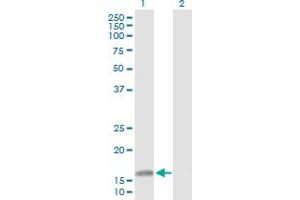 ATOH7 antibody  (AA 1-152)