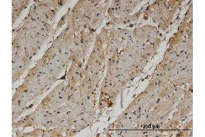 Image no. 2 for anti-Pantothenate Kinase 4 (PANK4) (AA 673-773) antibody (ABIN599572) (PANK4 antibody  (AA 673-773))