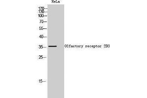 Western Blotting (WB) image for anti-Olfactory Receptor, Family 2, Subfamily D, Member 3 (OR2D3) (C-Term) antibody (ABIN3186058) (OR2D3 antibody  (C-Term))