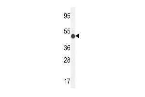 GCNT2 Antibody (C-term) (ABIN654173 and ABIN2850475) western blot analysis in mouse kidney tissue lysates (35 μg/lane). (GCNT2 antibody  (C-Term))