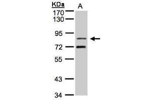 WB Image Sample(30 μg of whole cell lysate) A:H1299 7. (TLE2 antibody  (C-Term))