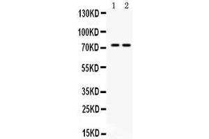 Western blot analysis of ZBTB7A expression in mouse kidney extract (lane 1) and NIH3T3 whole cell lysates (lane 2).