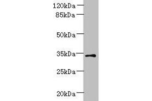 Western blot All lanes: ZDHHC3 antibody at 1. (ZDHHC3 antibody  (AA 94-171))