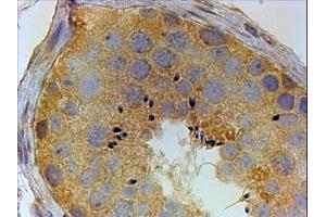 ABIN190916 (4µg/ml) staining of paraffin embedded Human Testis. (PIWIL1 antibody  (Internal Region))
