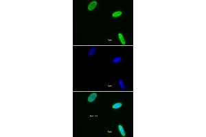 Histone H3 dimethyl Lys9 antibody tested by immunofluorescence. (Histone 3 antibody  (H3K9me2))