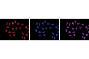 Immunofluorescence Microscopy of anti-Pol II S2p antibody Immunofluorescence Microscopy results of Mouse anti-Pol II S2p antibody. (POLR2A/RPB1 antibody  (pSer2))