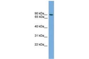 ZNF782 antibody  (AA 107-156)