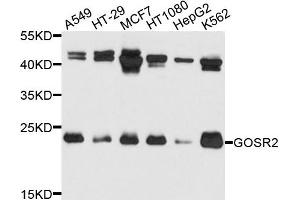 Western blot analysis of extracts of various cells, using GOSR2 antibody. (GOSR2 antibody)