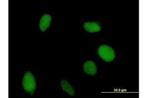 Immunofluorescence of purified MaxPab antibody to VGLL1 on HeLa cell. (VGLL1 antibody  (AA 1-258))