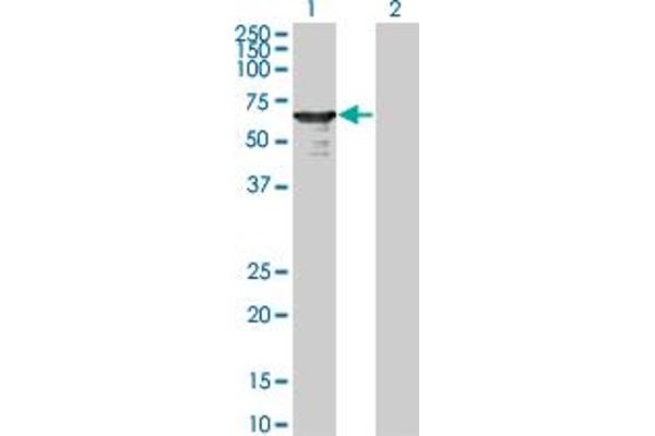 L3MBTL4 antibody  (AA 1-534)