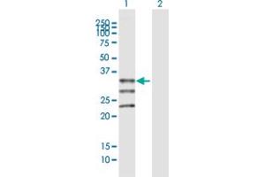 Western Blot analysis of MOGAT1 expression in transfected 293T cell line by MOGAT1 MaxPab polyclonal antibody. (MOGAT1 antibody  (AA 1-334))
