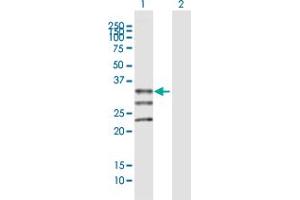 Western Blot analysis of MOGAT1 expression in transfected 293T cell line by MOGAT1 MaxPab polyclonal antibody. (MOGAT1 antibody  (AA 1-334))