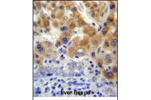 NT5C3L Antibody (N-term) (ABIN657206 and ABIN2846319) immunohistochemistry analysis in formalin fixed and paraffin embedded human liver tissue followed by peroxidase conjugation of the secondary antibody and DAB staining.