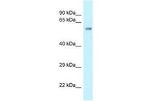 Image no. 1 for anti-Zinc Finger and BTB Domain Containing 9 (ZBTB9) (AA 340-389) antibody (ABIN6747655) (ZBTB9 antibody  (AA 340-389))
