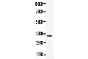Anti-CCL3 Picoband antibody,  All lanes: Anti-CCL3 at 0.
