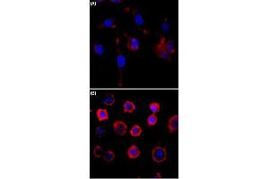 Immunocytochemistry staining of serum-starved A431 cells (A) and serum-starved A431 cells treated with EGF (B) using Phosphotyrosine monoclonal antibody, clone RM111  (Red) at 1:500 dilution. (Phosphotyrosine antibody)