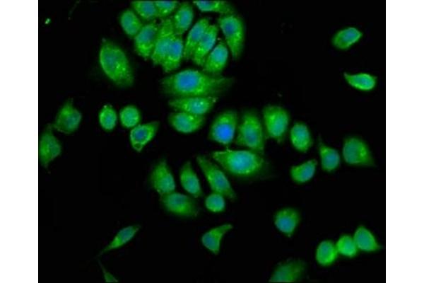 SRGAP3 antibody  (AA 709-955)