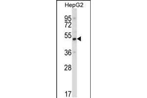Western blot analysis in HepG2 cell line lysates (35ug/lane). (UBP1 antibody  (AA 266-295))