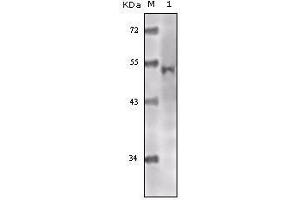 Western Blot showing Tip60 antibody used against truncated Tip60 recombinant protein. (KAT5 antibody)