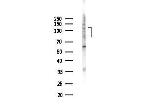 Western blot analysis of lysates from K562 cells(UV,30 min treatment), using Phospho-SP1 (Thr453) Antibody at 1/1000 dilution.