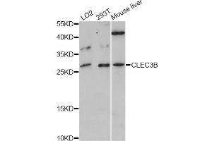 Western blot analysis of extracts of various cell lines, using CLEC3B antibody (ABIN5997462) at 1:3000 dilution.