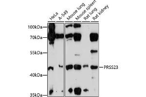 Western blot analysis of extracts of various cell lines, using PRSS23 antibody (ABIN7269582) at 1:1000 dilution. (PRSS23 antibody  (AA 101-220))