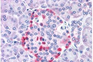 Anti-CADM4 / NECL-4 antibody  ABIN1048370 IHC staining of human pancreas. (Cell Adhesion Molecule 4 antibody  (Internal Region))
