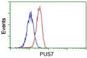 Image no. 3 for anti-Pseudouridylate Synthase 7 Homolog (PUS7) antibody (ABIN1500515) (PUS7 antibody)