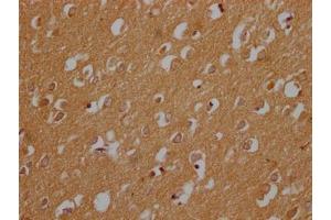 IHC image of ABIN7148487 diluted at 1:200 and staining in paraffin-embedded human brain tissue performed on a Leica BondTM system. (CNTNAP3B antibody  (AA 26-256))