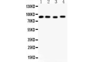 Western Blotting (WB) image for anti-Heat Shock Protein 90kDa alpha (Cytosolic), Class A Member 1 (HSP90AA1) (AA 2-365) antibody (ABIN3043847)