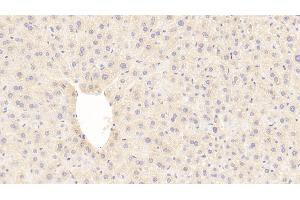Detection of GLb in Mouse Liver Tissue using Polyclonal Antibody to Galactosidase Beta (GLb) (GLB1 antibody  (AA 192-432))
