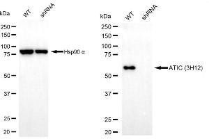 Western blotting analysis using ATIC antibody (ABIN7797424).