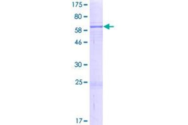 NSUN4 Protein (AA 1-384) (GST tag)