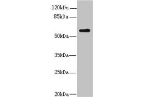 KPNA5 Antikörper  (AA 1-240)
