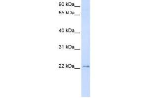 Western Blotting (WB) image for anti-Transmembrane Protein 9 (TMEM9) antibody (ABIN2459084) (TMEM9 antibody)