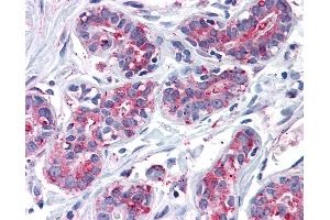 Anti-ENTPD2 antibody IHC of human breast. (ENTPD2 antibody  (Internal Region))