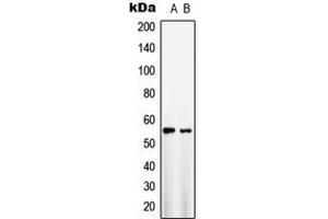 Western blot analysis of GLUT1 expression in HepG2 (A), NIH3T3 (B) whole cell lysates.