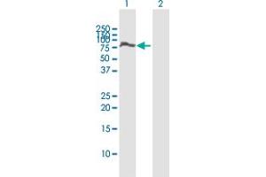 Western Blot analysis of SP100 expression in transfected 293T cell line by SP100 MaxPab polyclonal antibody. (SP100 antibody  (AA 1-480))