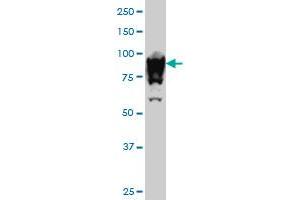 UBTF antibody  (AA 551-650)